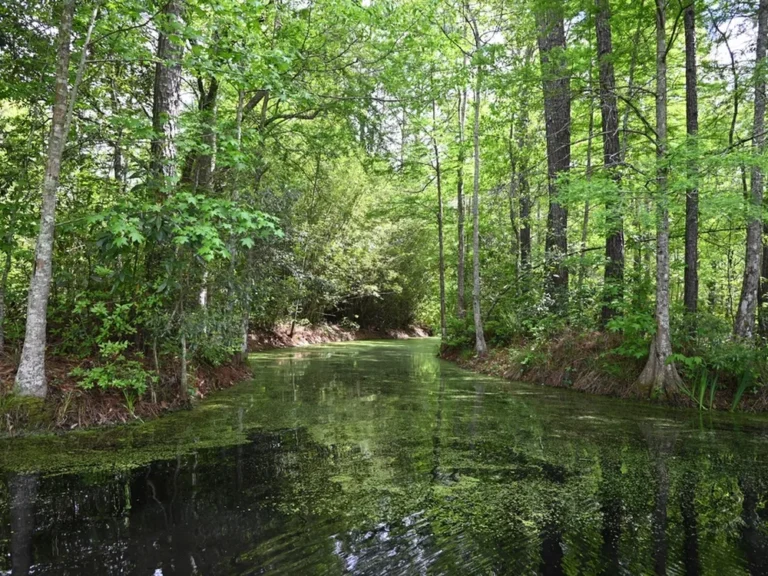 Quiet cypress waterway in the woods near Hanahan, South Carolina