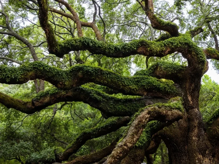 The Angel Oak, a centuries-old live oak on Johns Island, South Carolina