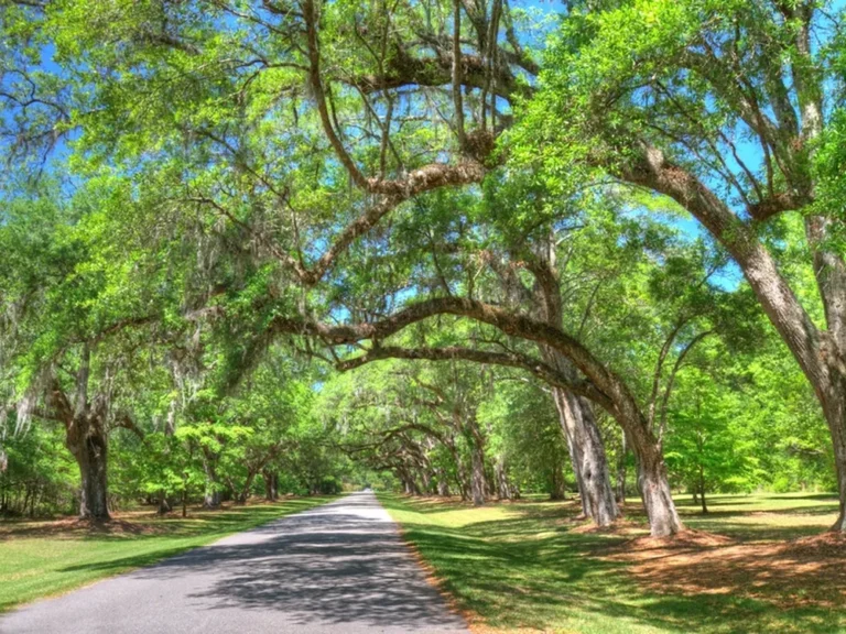 Live oaks draped in Spanish moss over a country road near Ladson, South Carolina
